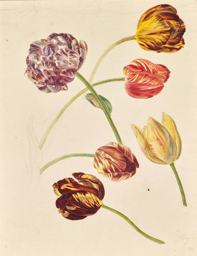 Tulips by Leopold von Stoll