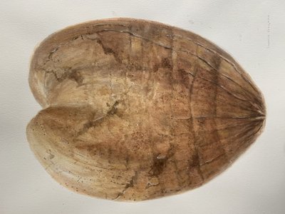 Coconut 1 by Lincoln Seligman