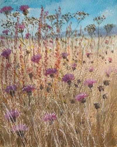 Dark Scabious by Lincoln Seligman
