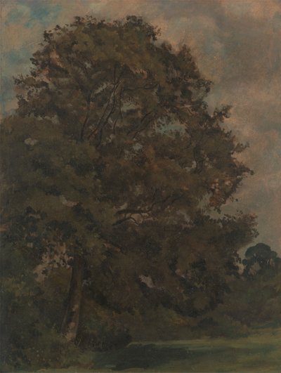 Study of an Ash Tree by Lionel Constable