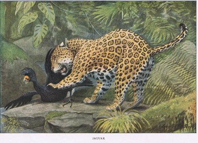 Jaguar by Louis Agassiz Fuertes
