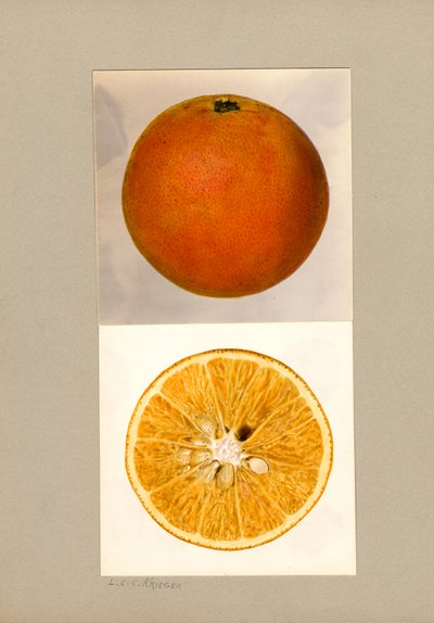 Pineapple Orange (Citrus sinensis) by Louis Charles Christopher Krieger