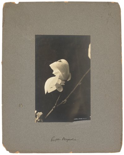 Tiffany Studios, c.1898-1920 by Louis Comfort Tiffany