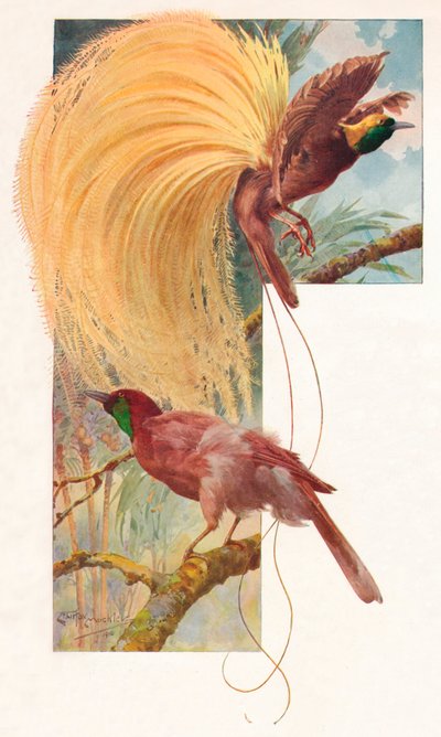 Great Birds of Paradise by Louis Fairfax Muckley