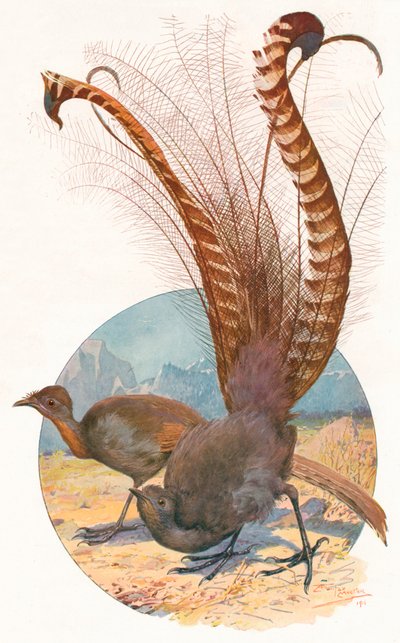 Lyre Birds by Louis Fairfax Muckley