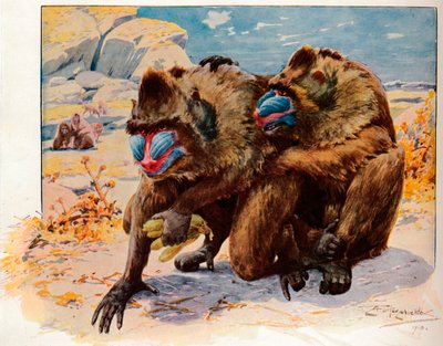 Mandrills by Louis Fairfax Muckley