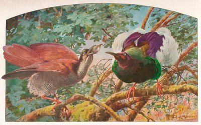 Twelve-wired Birds of Paradise by Louis Fairfax Muckley