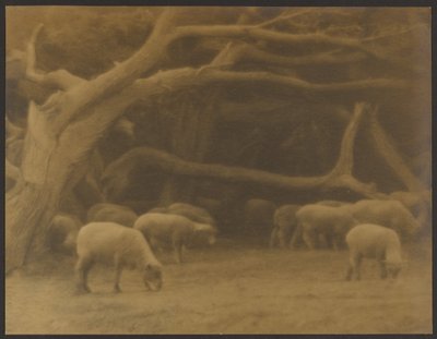 An Ancient Wood by Louis Fleckenstein