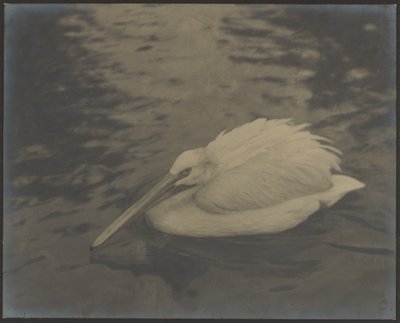 Heron by Louis Fleckenstein