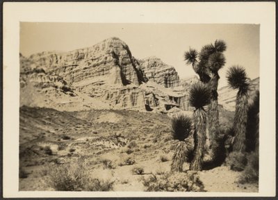 Landscape with Joshua Trees by Louis Fleckenstein