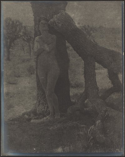 Spirit of the Joshua by Louis Fleckenstein