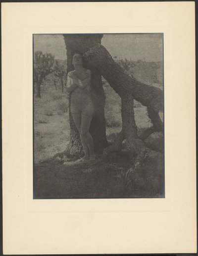 Spirit of the Joshua by Louis Fleckenstein
