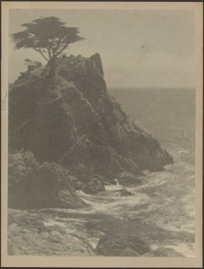 Tree on Rocky Coastline by Louis Fleckenstein