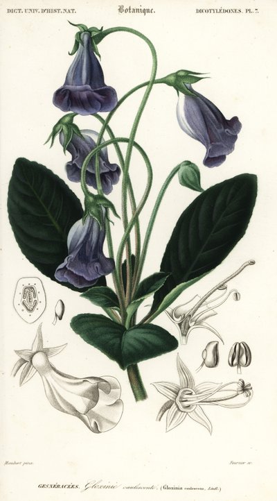 Brazilian Gloxinia, Sinningia Speciosa (engraving) by Louis Joseph Edouard Maubert