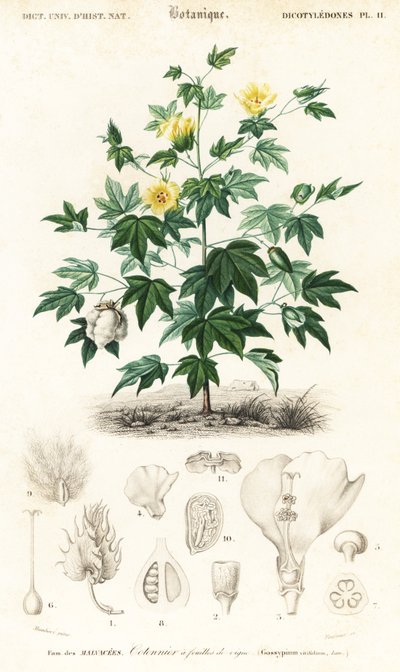 Cotton Plant, Gossypium Barbadense by Louis Joseph Edouard Maubert