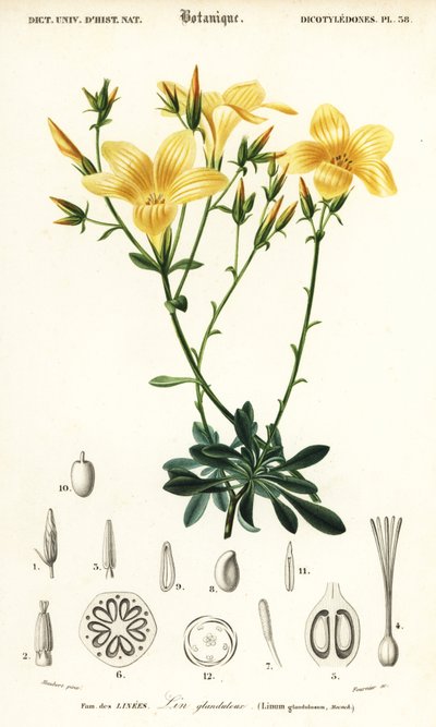 Flax, Linum campanulatum (engraving) by Louis Joseph Edouard Maubert