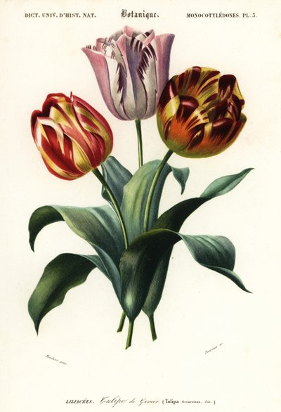 Garden tulip, Tulipa gesneriana, 1849 by Louis Joseph Edouard Maubert