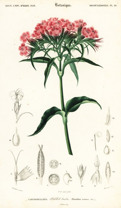 Sweet William, Dianthus barbatus by Louis Joseph Edouard Maubert