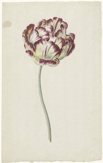 Tulip by Louis Moritz