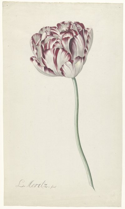 Tulip by Louis Moritz