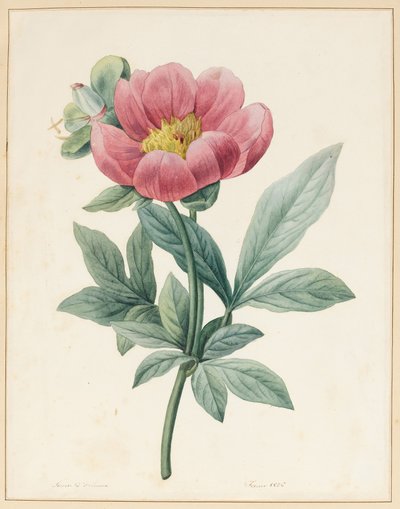 Poconia Mascula, Herbaceous, 1826 by Louise DOrleans