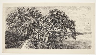 Old Oaks by Hald Lake by Louise Ravn Hansen