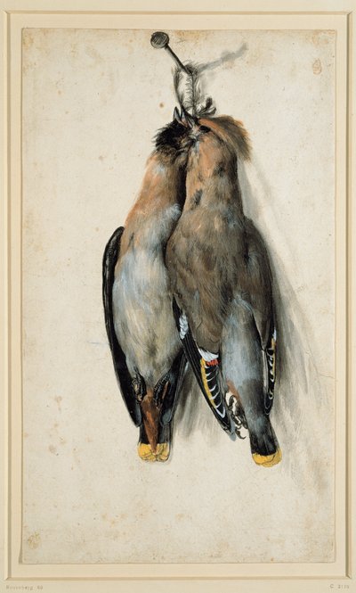 Two Dead Bohemian Waxwings by Lucas Cranach the Elder