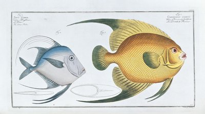 Chaetodon Aureus by Ludwig Schmidt