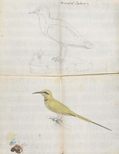2 Birds Aroust el Bahar by Luigi Balugani