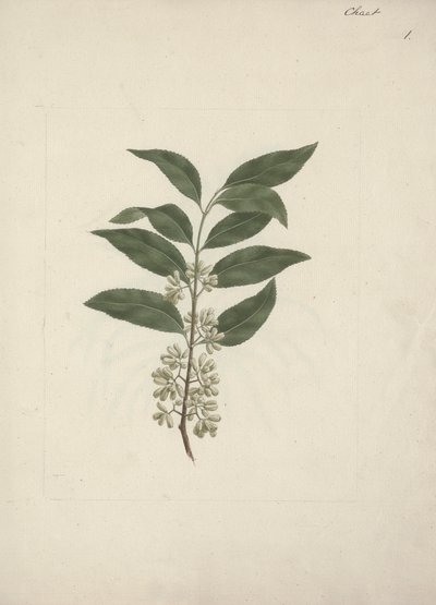 Catha Edulis Forssk. (Khath): Finished Drawing by Luigi Balugani