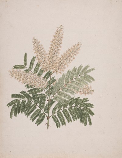 Pterolobium stellatum (Forssk): finished drawing by Luigi Balugani