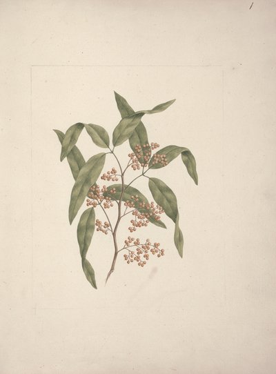 Rhus ? retinorrhoea Oliver: finished drawing by Luigi Balugani
