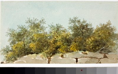 Olives, Country of Liguria by Luigi Garibbo