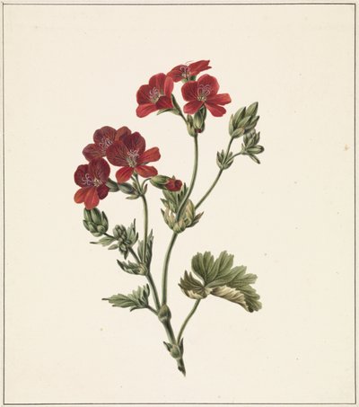 Red Flower by M. de Gijselaar