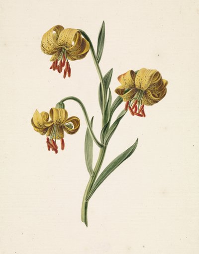 Branch with Three Yellow Lilies by M. de Gijselaar