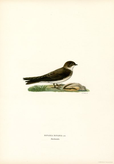 Sand Martin by Magnus Ferdinand and Wilhelm von Wright