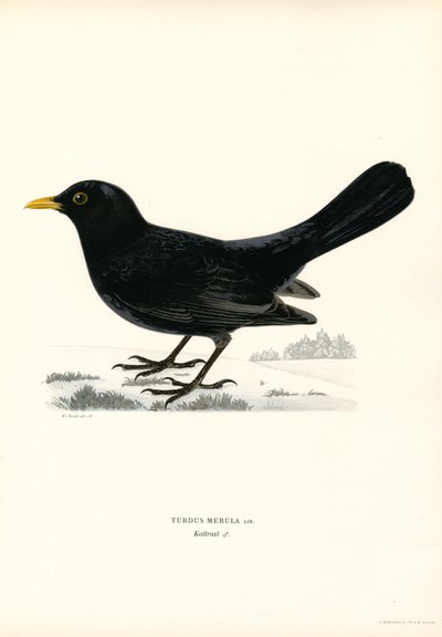 Blackbird by Magnus Ferdinand and Wilhelm von Wright