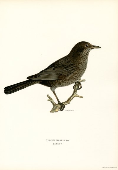 Blackbird by Magnus Ferdinand and Wilhelm von Wright