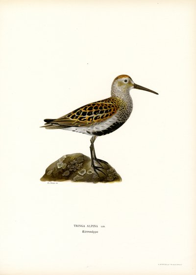 Dunlin by Magnus Ferdinand and Wilhelm von Wright