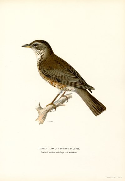 Fieldfare by Magnus Ferdinand and Wilhelm von Wright