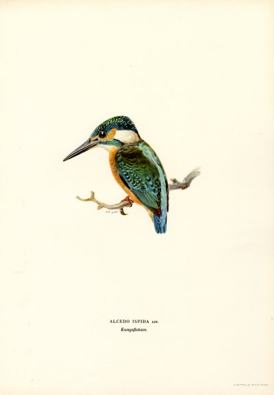 Kingfisher by Magnus Ferdinand and Wilhelm von Wright