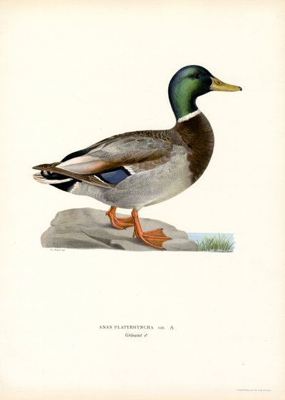 Mallard by Magnus Ferdinand and Wilhelm von Wright