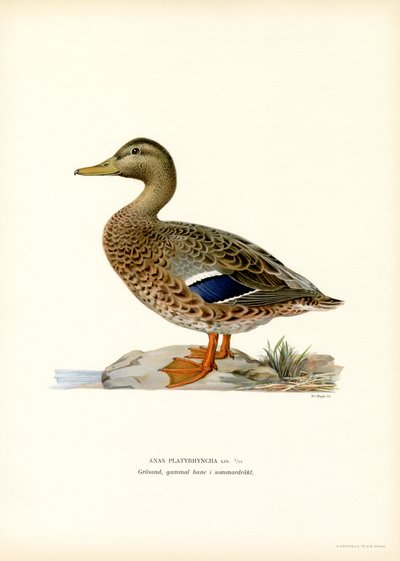 Mallard by Magnus Ferdinand and Wilhelm von Wright