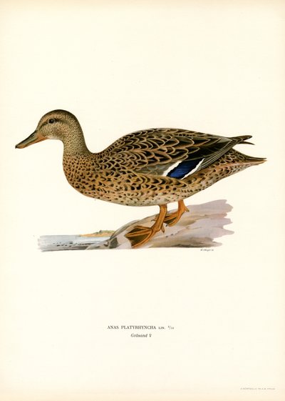 Mallard by Magnus Ferdinand and Wilhelm von Wright