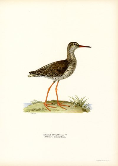 Redshank by Magnus Ferdinand and Wilhelm von Wright