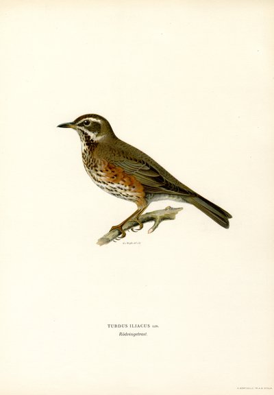 Redwing by Magnus Ferdinand and Wilhelm von Wright