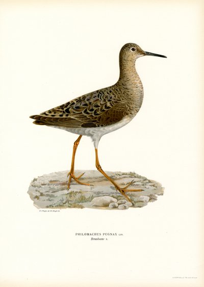 Ruff by Magnus Ferdinand and Wilhelm von Wright