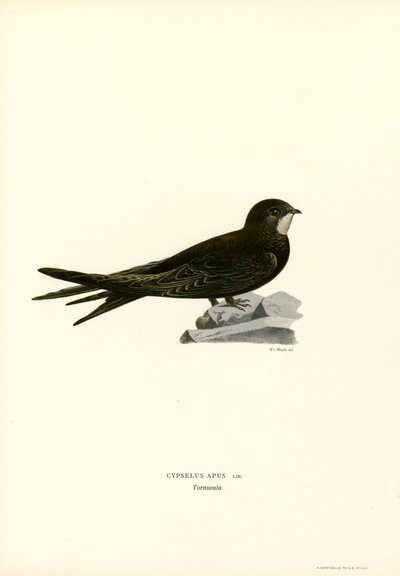 Swift by Magnus Ferdinand and Wilhelm von Wright