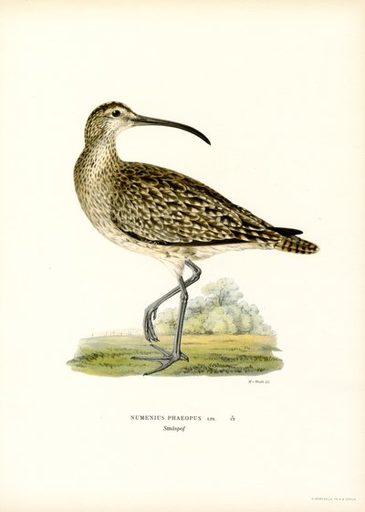 Whimbrel by Magnus Ferdinand and Wilhelm von Wright