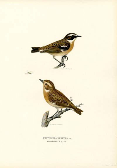Whinchat by Magnus Ferdinand and Wilhelm von Wright